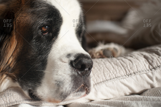 Up close of dogs eye with sweet expression while at home laying down