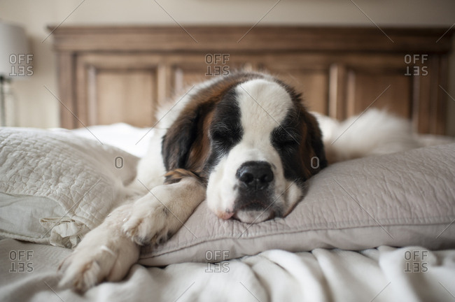 Sweet Large Dog Sleeping On Pillows In Bed At Home Stock Photo
