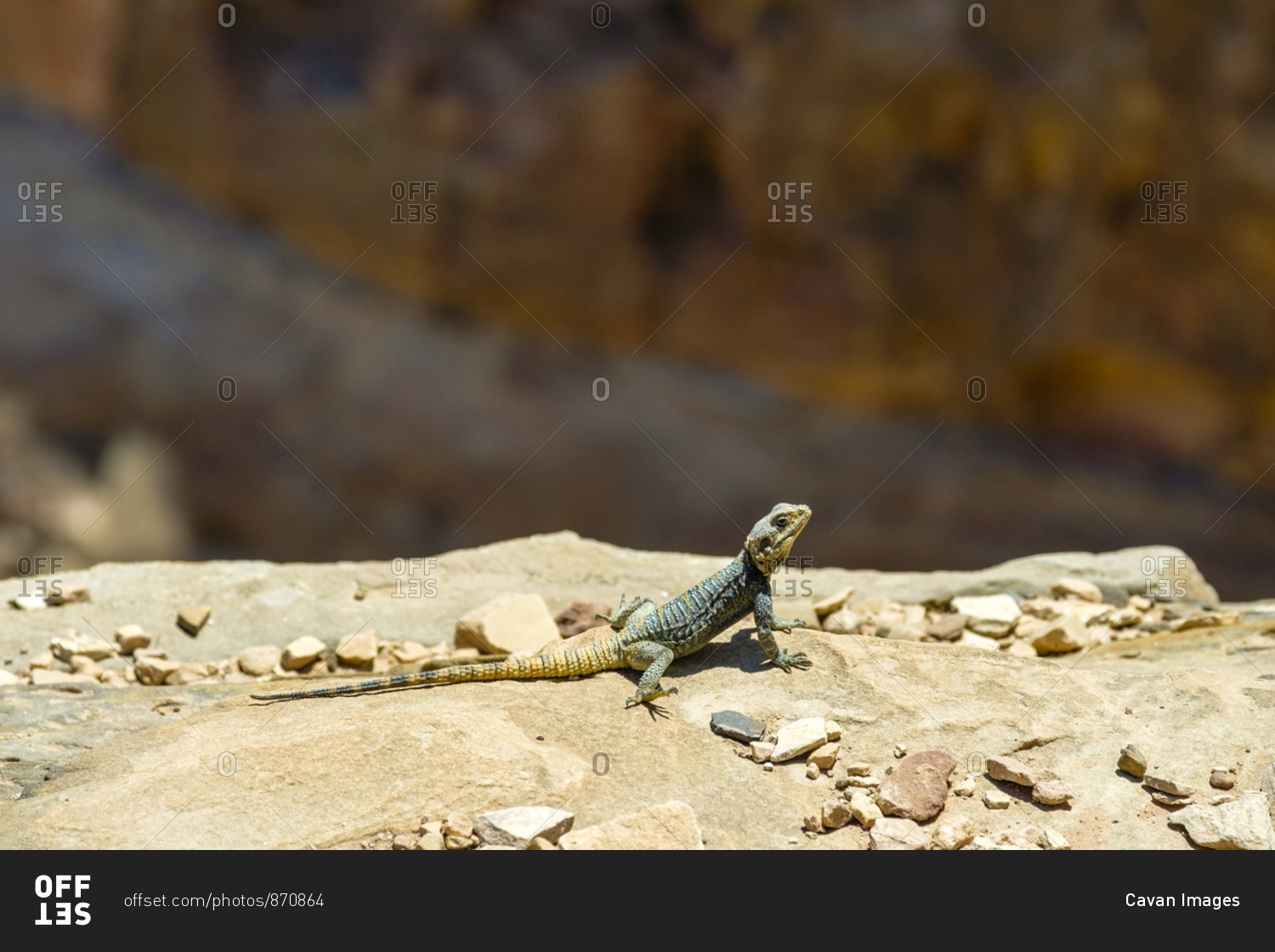 Lizard sunbathing on a rock, petra, jordan
