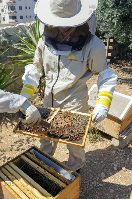 Urban beekeeper checking the hives, ramallah, west bank, palestine.