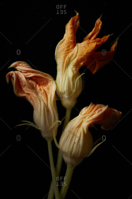 Squash blooms against black background