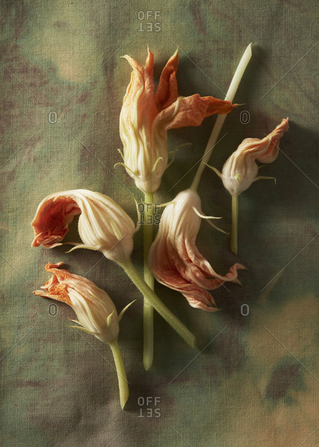 Squash blooms still life