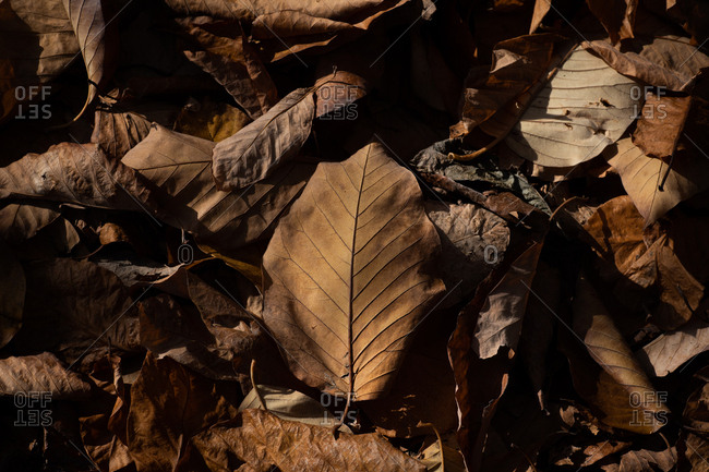 Close-up of dried brown leaves