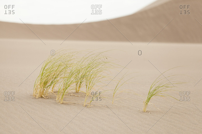 Windswept indian ricegrass (oryzopsis hymenoides) on sand dune