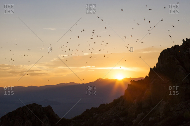 Mexican free-tailed bats (tadarida brasiliensis) emerge from cave