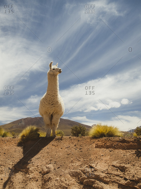 Llama getting closer to humans for social connection.