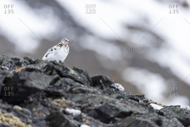 A ptarmigan moulting stands on top of a hill