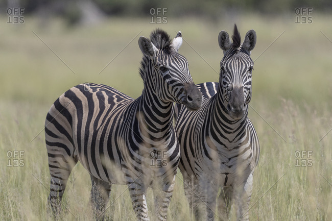 Two zebras under the sun in the savannah, look in our direction
