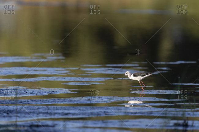 A wader walks in the water