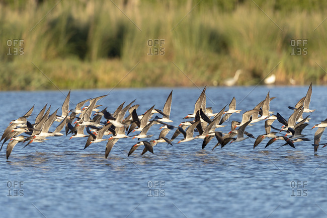 On a sunny day, african skimmers flies over a river
