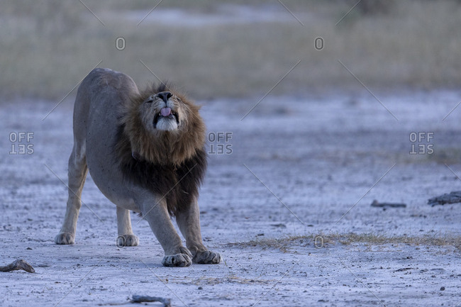 In the plain, a lion stretches at dusk