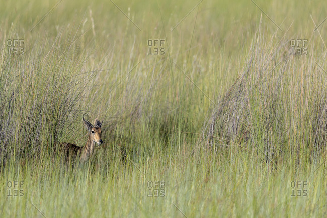 An antelope hides in tall grass