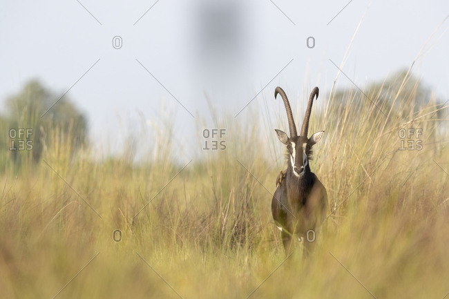 An sable antelope stands among tall grass and looks in our direction