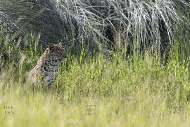 A leopard is sheltering from the sun under tall grass
