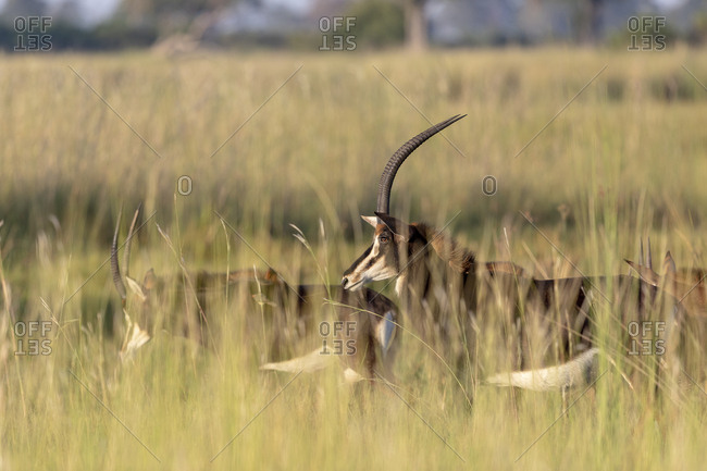 A group of sable antelope walks in the savannah through tall grass