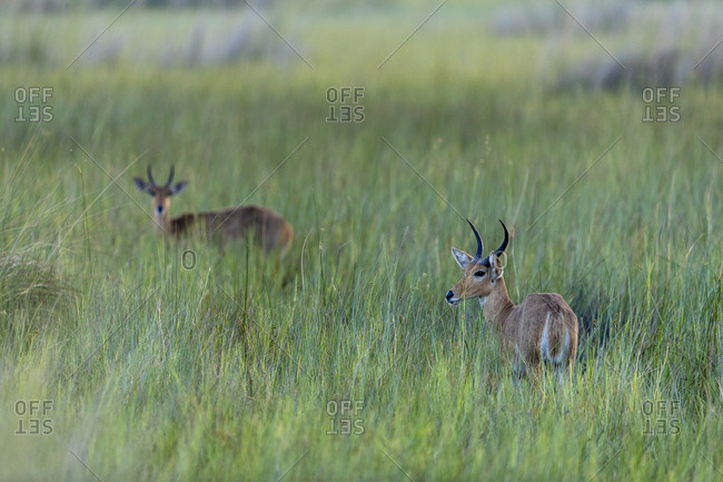 Early morning, two antelopes stand in the middle of tall green grasses