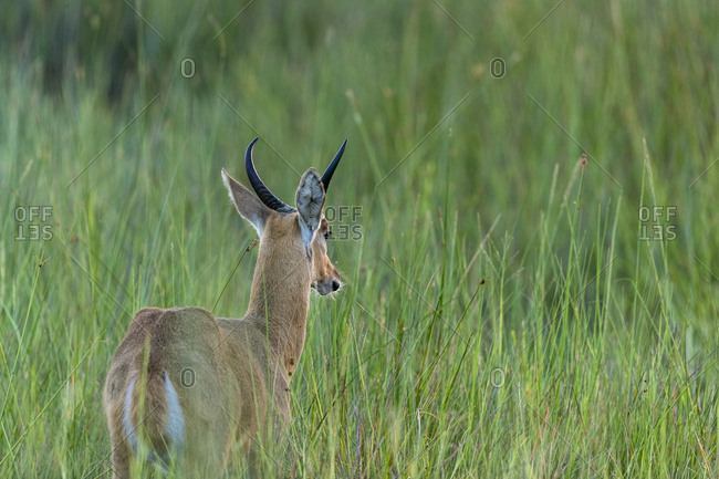Early morning, an antelope stand in the middle of tall green grasses