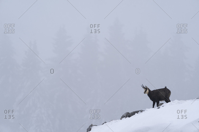 Chamois, standing on a rock in a winter setting