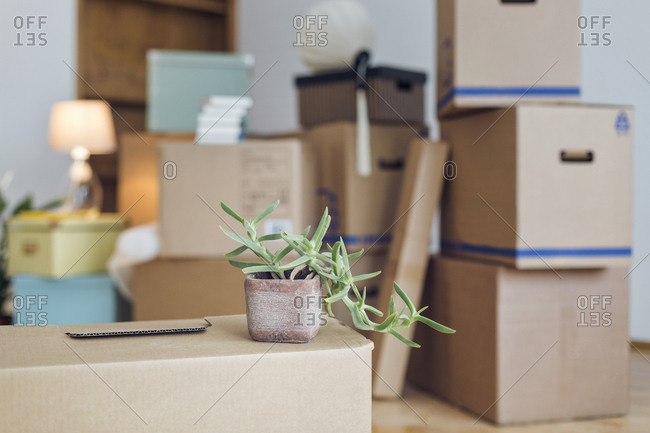 Potted plant on cardboard box in an empty room in a new home