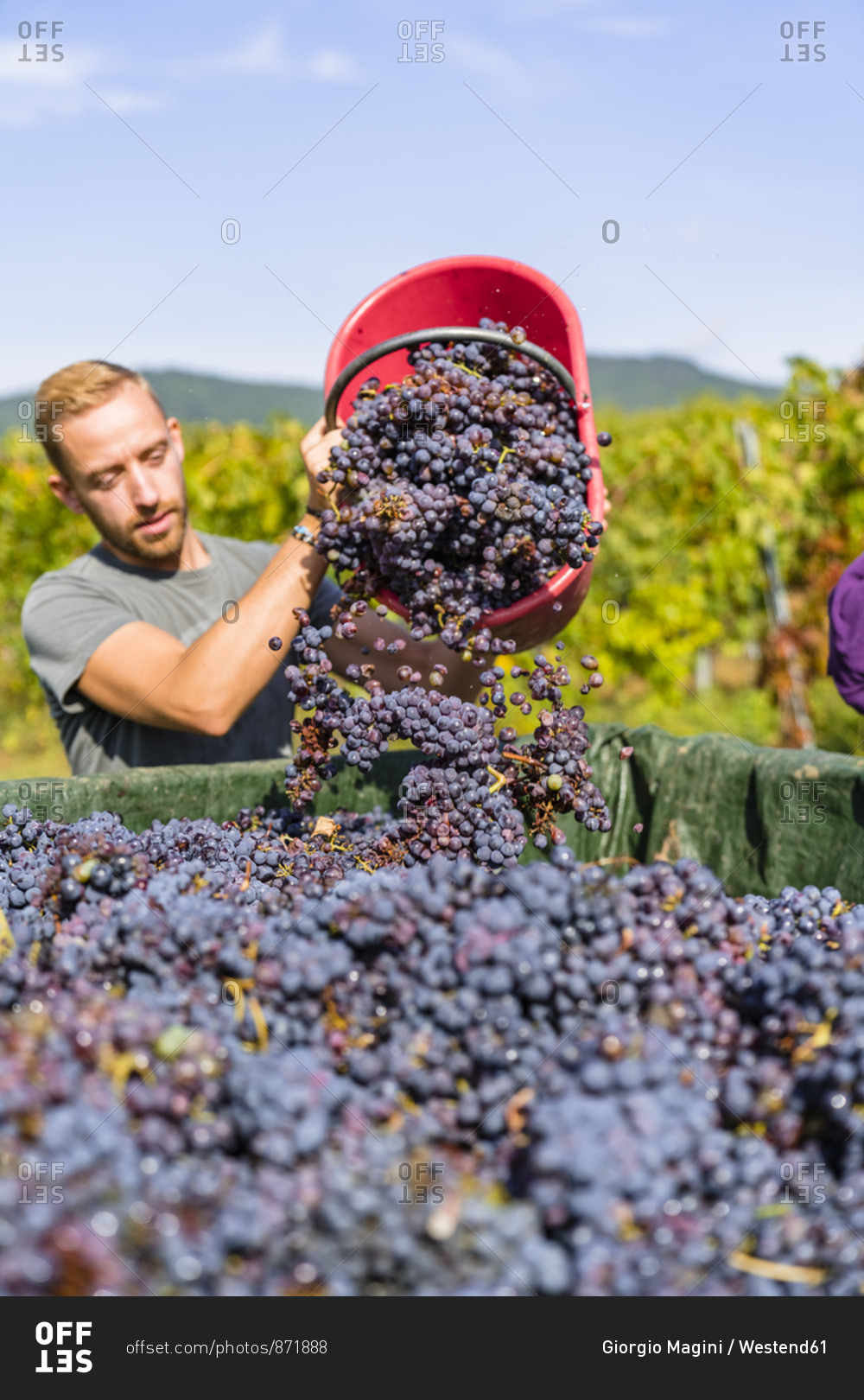 Man pouring red grapes on trailer in vineyard