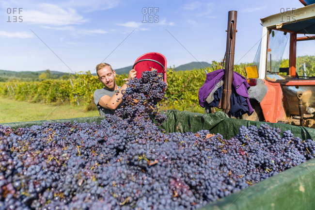 Man pouring red grapes on trailer in vineyard