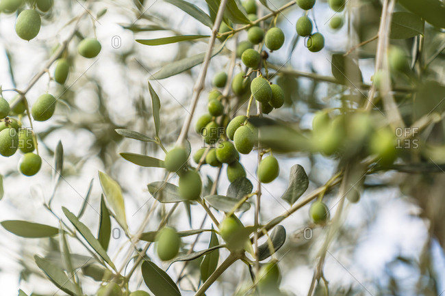 Green olives on tree