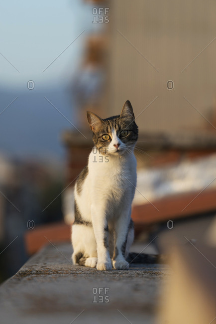 Cat sitting on fence near sidewalk among houses on narrow street