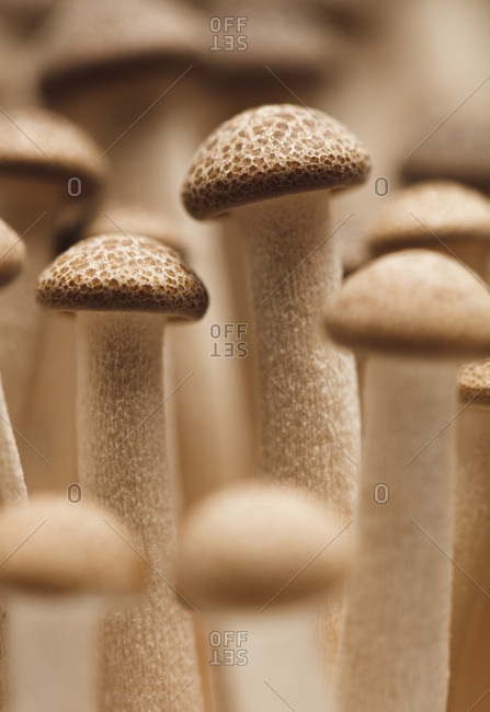 Macro of brown Beech�Mushroom.