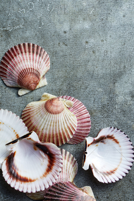 Scallops seashells on gray background