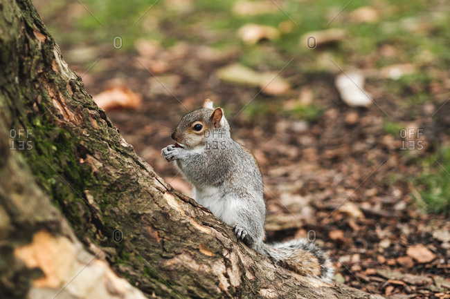 Cute squirrel sitting on dry leaves on lawn in calm autumn park in London