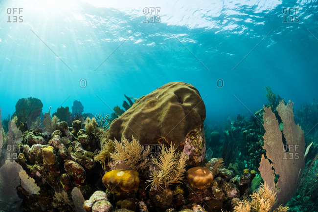 Colorful coral reefscape featuring sea fans, hard coral, soft coral, sponges and reef fishes with blue background in Utila, Honduras