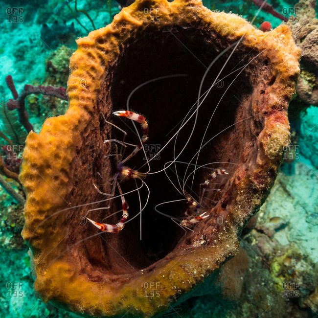 Two Banded Coral Shrimp living inside a giant barrel sponge in Utila, Honduras