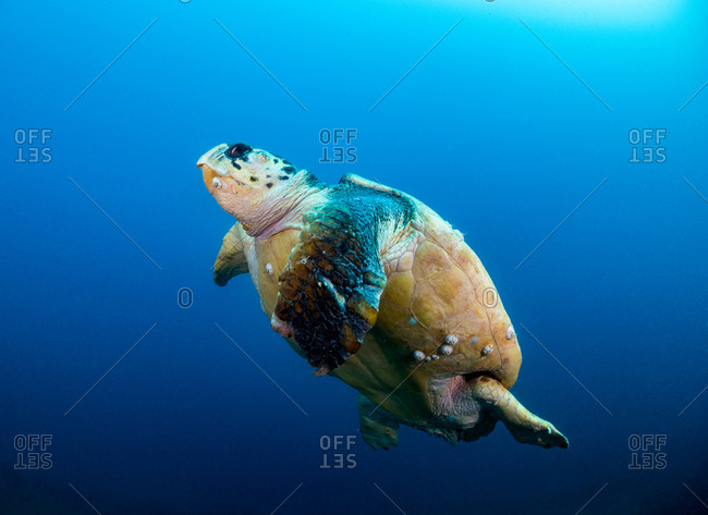 Loggerhead Sea Turtle
(Caretta caretta) swimming  in the ocean at the S.S. Yongala in Queensland, Australia