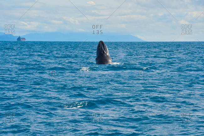 Humpback whale breaching its head out of the water near Port Douglas, Australia.