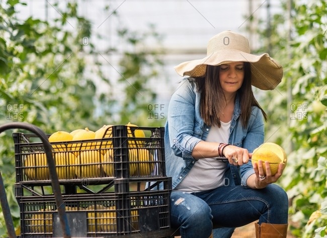 Attentive cautious adult woman in denim clothes and hat with large brim focusing and slicing delicious ripe sweet yellow round melon