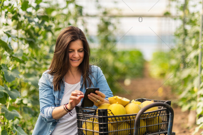 Adult woman focusing on screen and interacting with smartphone while standing alone beside trolley with yellow melons
