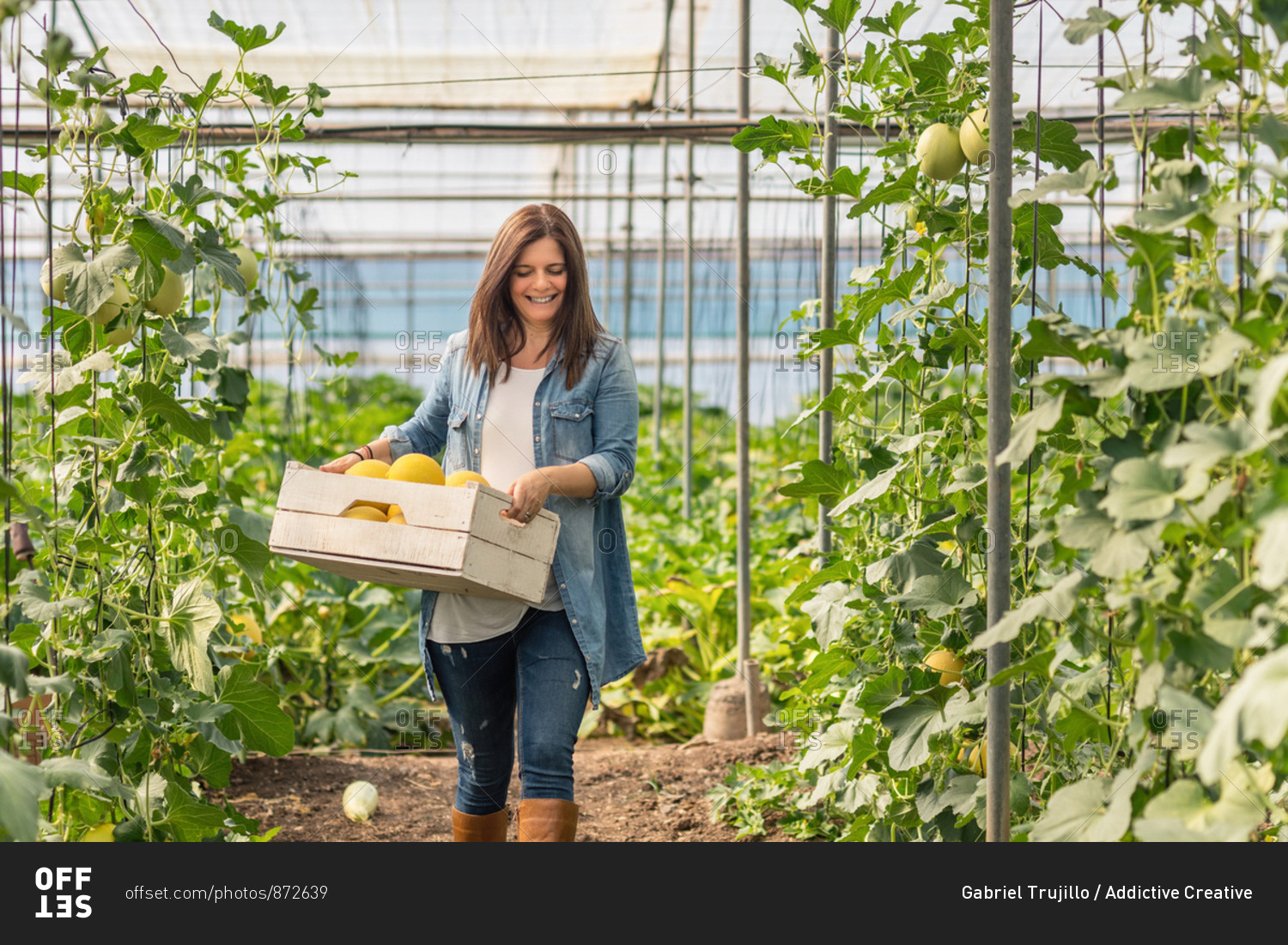 Happy adult woman in casual clothes looking down and carrying wooden crate with yellow melon while going along hothouse during daytime on blurred background