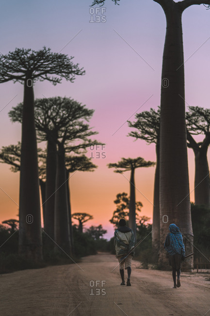 Madagascar - JULY 6, 2019: From behind black people in exotic clothes strolling along dusty road by tall baobab trees on colorful sunset