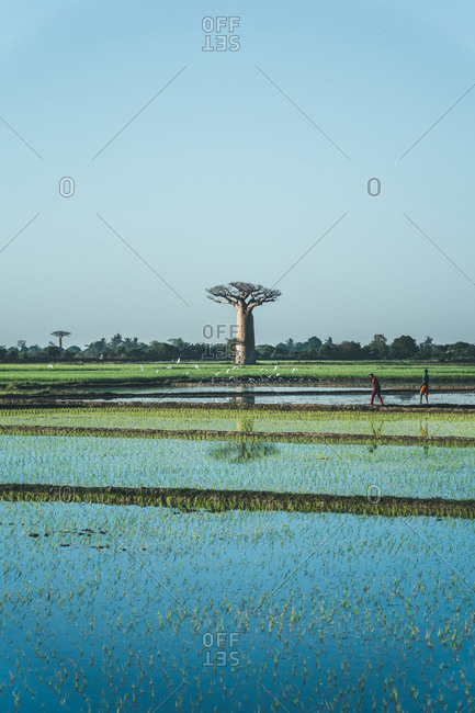 Madagascar - JULY 6, 2019: Rice fields filled with water with growing bright green plants and remote baobab tree