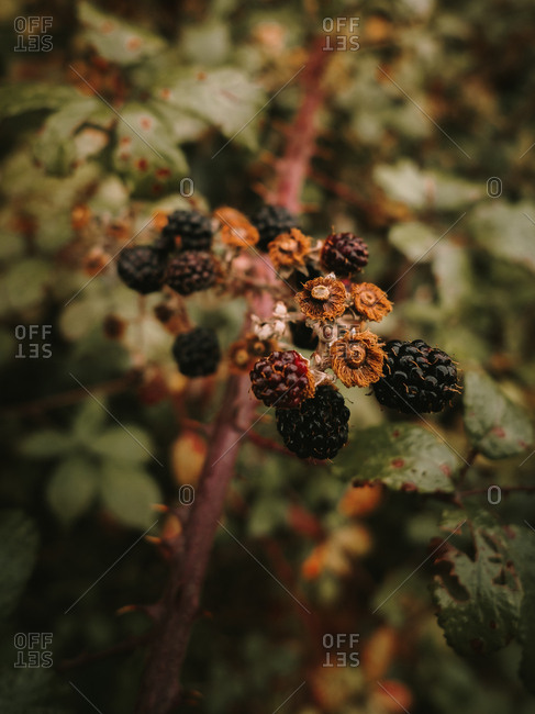 Wild fresh edible ripe and unripe blackberries with brown wilted flowers on shrub branch against blurred background of dappled green and orange leaves in autumn
