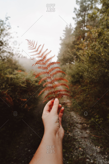 Crop unrecognizable person hand holding wilted orange huge leaf of ferns on background of trail under gray sky in foggy autumn dense forest during daytime