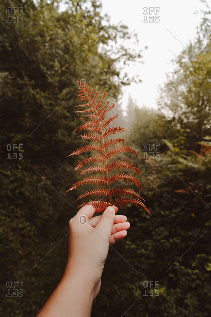 Crop unrecognizable person hand holding wilted orange huge leaf of ferns on background of trail under gray sky in foggy autumn dense forest during daytime
