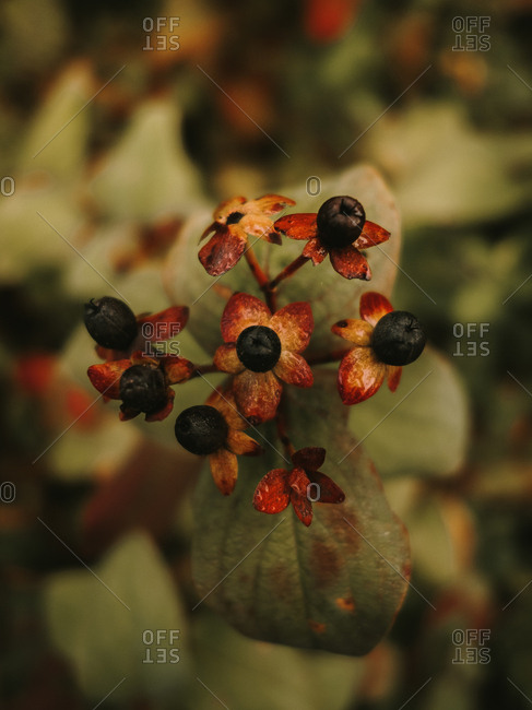 Deadly nightshade toxic black berries on red and orange flower heads with five petals on blurred background of green leaves with brown spots