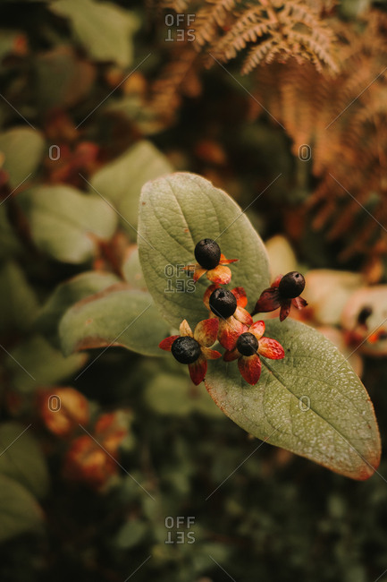 Deadly nightshade toxic black berries on red and orange flower heads with five petals on blurred background of green leaves with brown spots