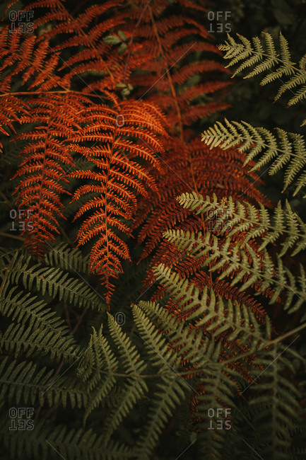 Wild fresh green and wilted orange huge leaves on stems of lush ferns in dense forest during autumn sunny day