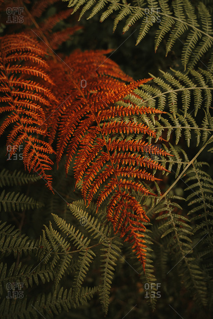 Wild fresh green and wilted orange huge leaves on stems of lush ferns in dense forest during autumn sunny day