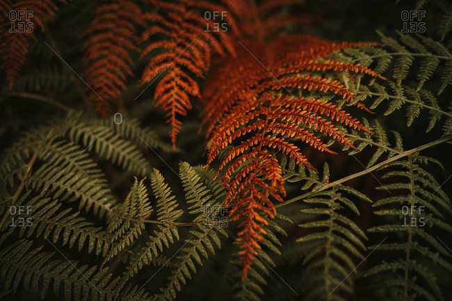 Wild fresh green and wilted orange huge leaves on stems of lush ferns in dense forest during autumn sunny day