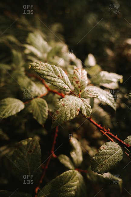 Deadly nightshade toxic black berries and unripe green blackberry on branches among green yellow and brown leaves in autumn forest