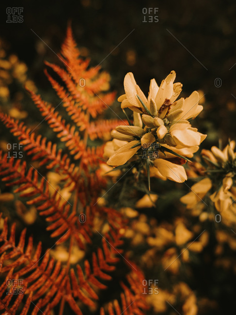 Beautiful fresh blooming medicinal melilotus flowers with yellow petals among blurred green leaves on stems in dense autumn forest in sunny day