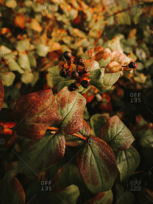 Deadly nightshade toxic black berries on red and orange flower heads with five petals on blurred background of green leaves with brown spots